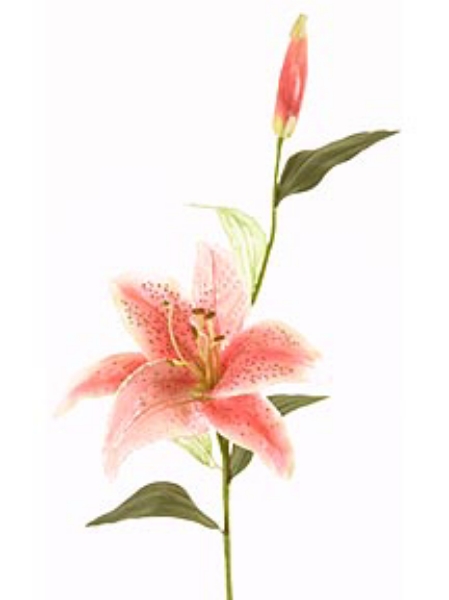 Picture of RUBRIM LILY X 1 W/BUD