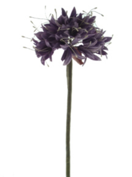 Picture of AGAPANTHUS STEM