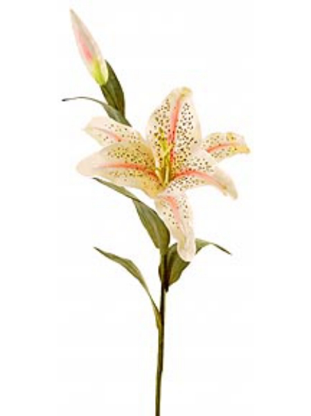 Picture of RUBRUM LILY X 1 W/BUD