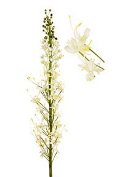 Picture of FOXTAIL LILY