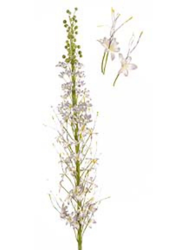 Picture of FOXTAIL LILY