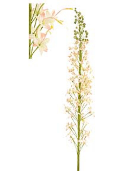 Picture of FOXTAIL LILY