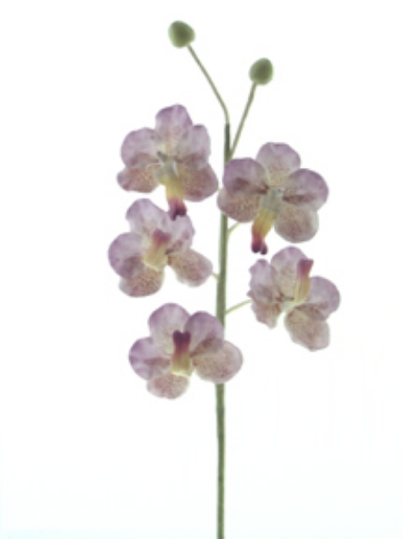 Picture of VANDA ORCHID X5F, 2B