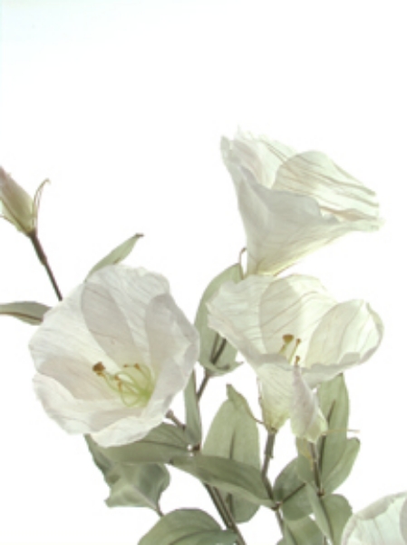 Picture of EUSTOMA SPRAY