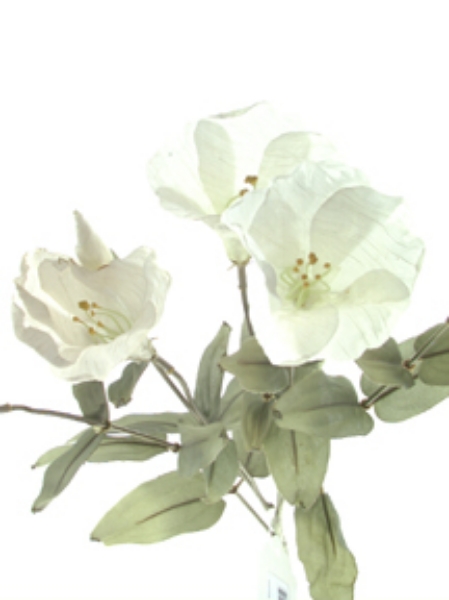 Picture of EUSTOMA SPRAY