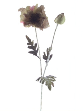 Picture of DRIED POPPY X 2
