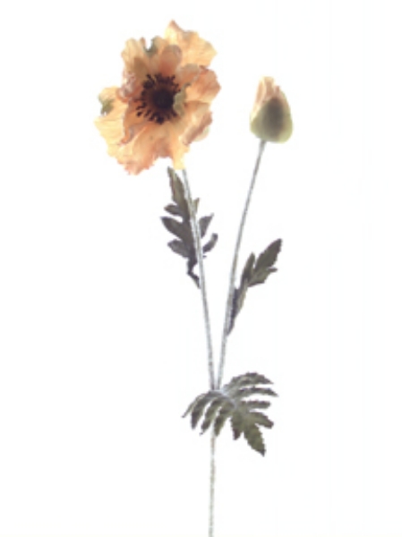 Picture of DRIED POPPY X 2