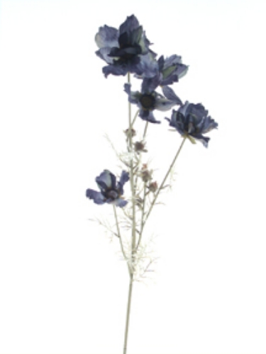 Picture of DRIED COSMOS X 5 W/5BUDS