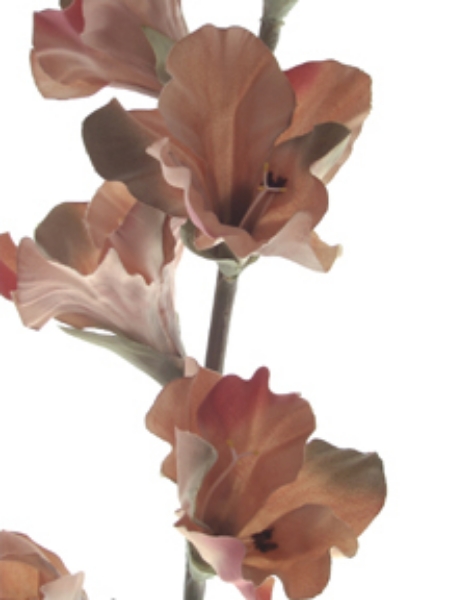 Picture of GLADIOLUS SPRAY