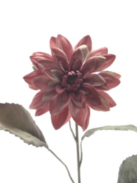 Picture of DAHLIA SPRAY X 1