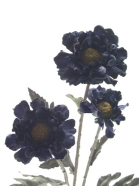 Picture of SCABIOSA SPRAY X 3