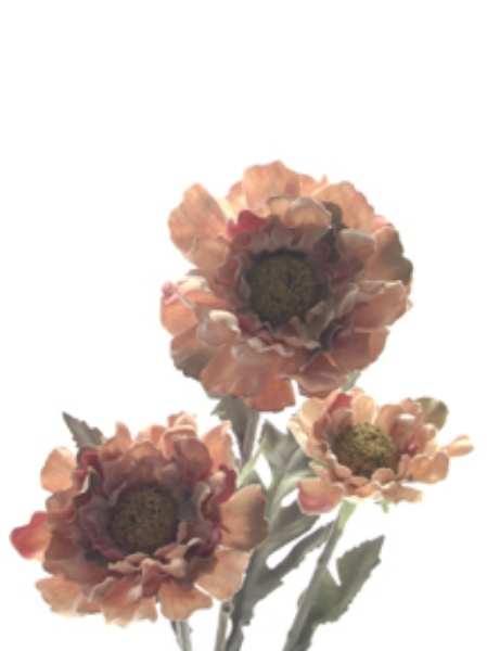 Picture of SCABIOSA SPRAY X 3