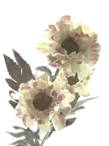 Picture of SCABIOSA SPRAY X 3