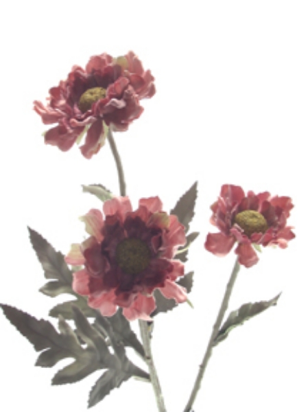 Picture of SCABIOSA SPRAY X 3