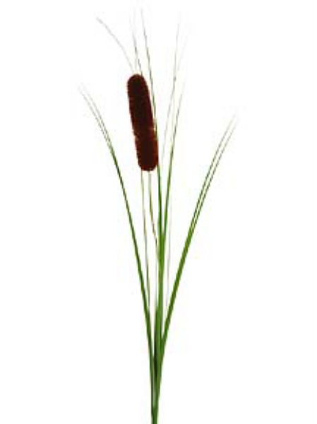 Picture of CATTAIL X 6