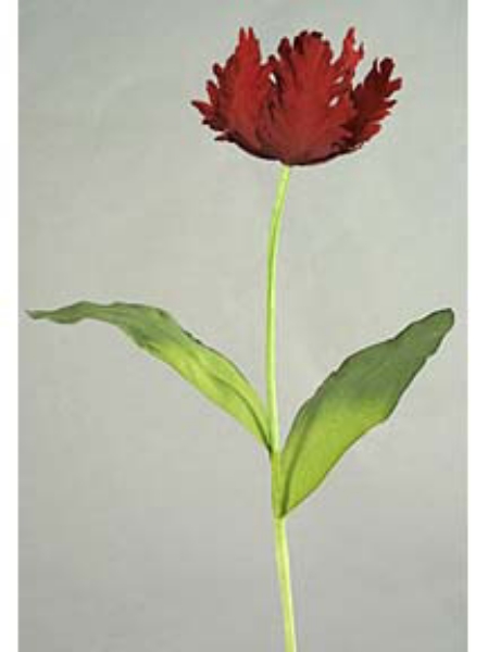 Picture of PARROT TULIP