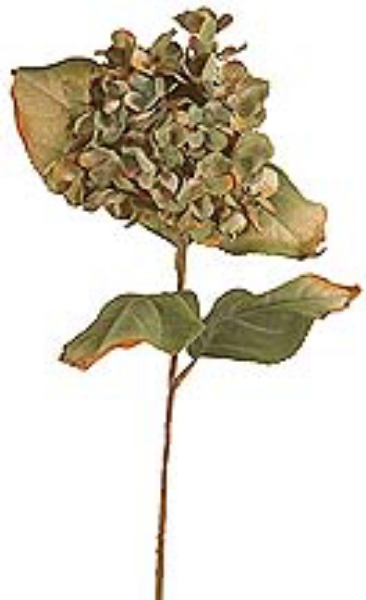 Picture of DRIED SM. HYDRANGEA STEM