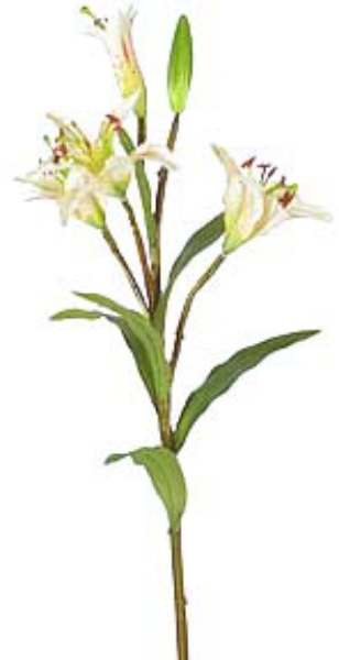 Picture of RUBRUM LILY  4F,1B - SMALL