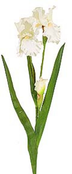 Picture of SM BEARD IRIS 2F, 1 BUD