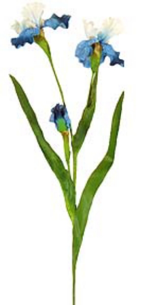 Picture of SM BEARD IRIS 2F, 1 BUD