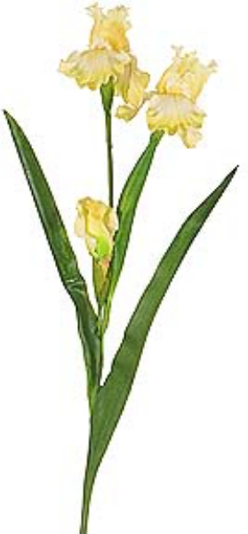 Picture of SM BEARD IRIS 2F, 1 BUD