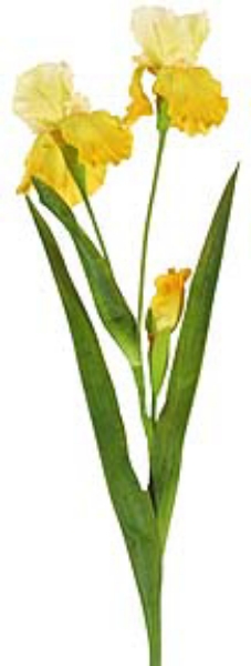 Picture of SM BEARD IRIS 2F, 1 BUD