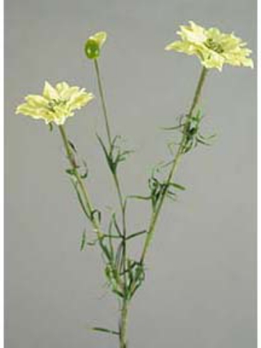 Picture of LOVE-IN-A-MIST X2 W/BUD