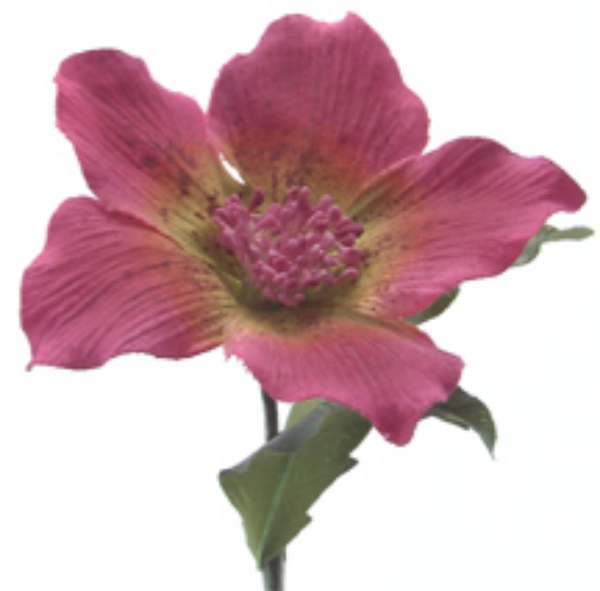 Picture of CHRISTMAS ROSE X2, W/BUD