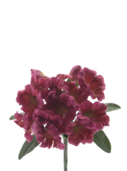 Picture of MORI RHODODENDRON