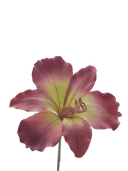 Picture of ALSTROEMERIA X3, 3 BUD