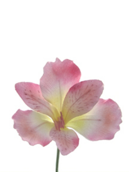 Picture of ALSTROEMERIA X3, 3 BUD