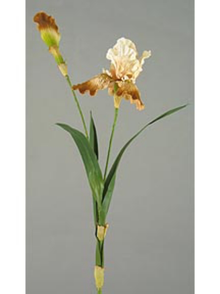 Picture of MD.BEARD IRIS X1, 1 BUD