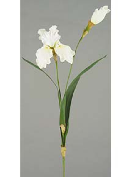 Picture of MD.BEARD IRIS X1, 1 BUD