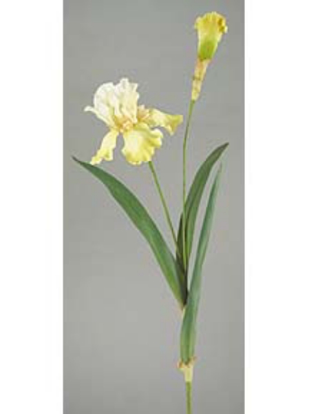 Picture of MD.BEARD IRIS X1, 1 BUD