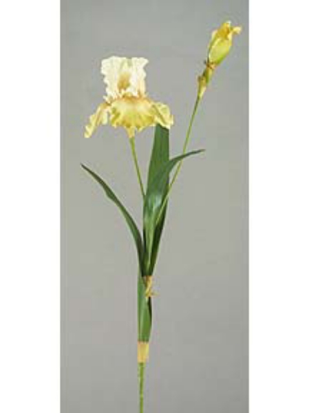 Picture of MD.BEARD IRIS X1, 1 BUD