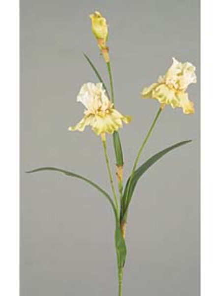 Picture of SM.BEARD IRIS X2, 1 BUD