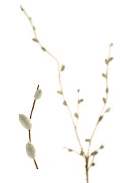 Picture of PUSSY WILLOW X 9 W/27 BUD