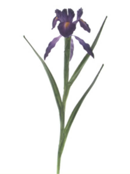 Picture of LG.DUTCH IRIS