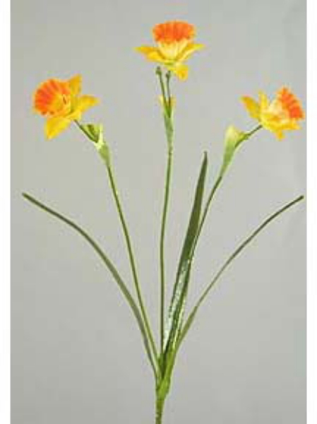 Picture of DAFFODIL X 3