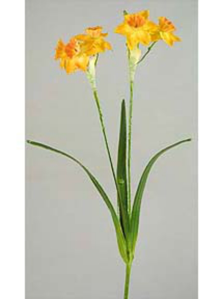 Picture of NARCISSUS  LG. X 2 5F