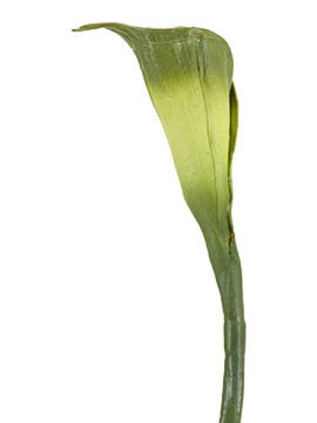 Picture of CALLA LILY SM.