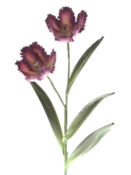 Picture of PARROT TULIP