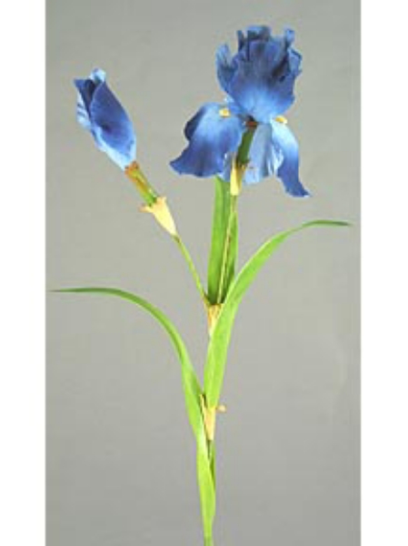 Picture of LG.BEARD IRIS X1, 1 BUD