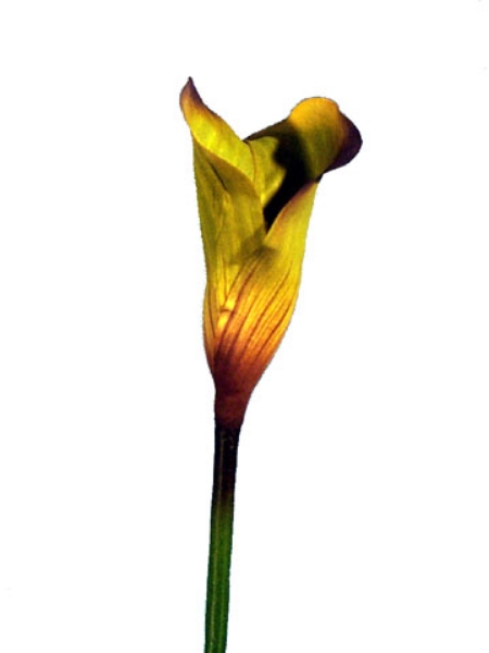 Picture of CALLA LILY, LG.