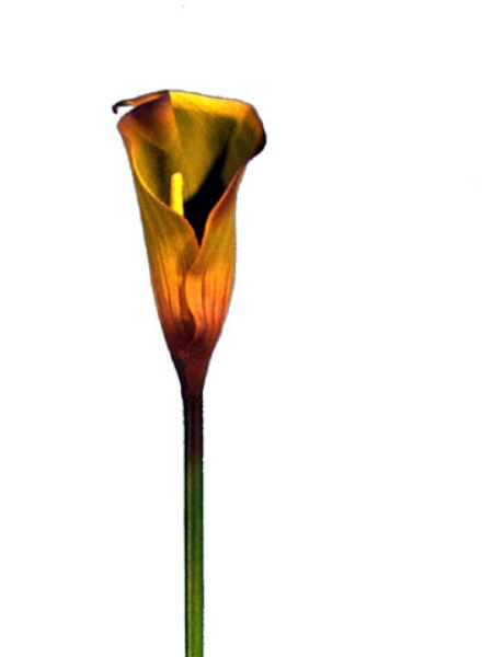 Picture of CALLA LILY, MD.