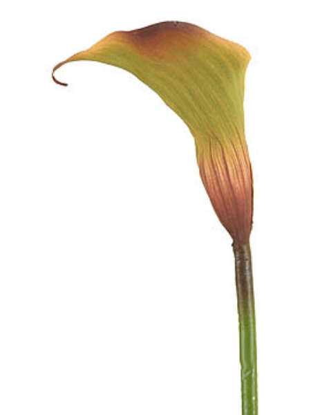 Picture of CALLA LILY, SM.