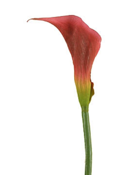 Picture of CALLA LILY, SM.