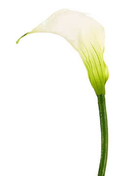 Picture of CALLA LILY, SM.