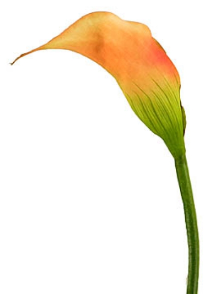 Picture of CALLA LILY, SM.