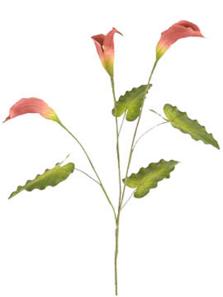 Picture of CALLA LILY X3 MINI